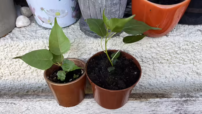 Növények, fák, magvak - Bodhi fa kicsi palánta  <span style="font-size: 1rem;">A Ficus religiosa, m&aacute;s n&eacute;ven s